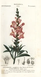 Löwenmaul, Antirrhinum majus