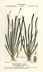 Bandgras oder Aalgras, Vallisneria spiralis