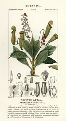 Tropische Kannenpflanze, Nepenthes distillatoria