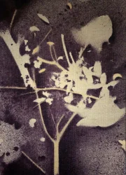 Violette botanische Silhouette