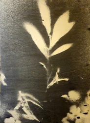 Markante botanische Silhouette
