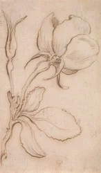 Eine Studie in Rosa und Rosen