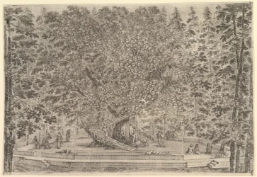 Ein großer bewohnter Baum in der Mitte mit Rampen um den Stamm, darunter ein Steinpfad