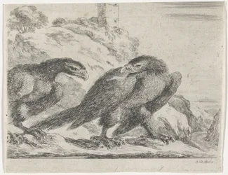 Adler nach rechts laufend, zurückblickend auf anderen Adler (Adler-Serie)