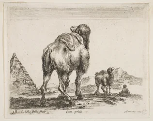 Tafel 18: Kamel von hinten gesehen mit Pyramide links, aus Verschiedene Tiere Diversi animali, ca. 1641