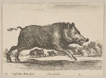 Tafel 19: Wildschwein, aus Verschiedene Tiere Diversi animali, ca. 1641
