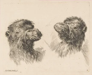 Zwei Kamelköpfe, ca. 1641
