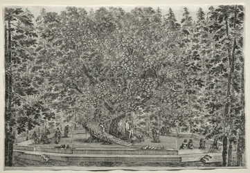 Ansichten der Villa von Pratolino: Der bewohnte Baum