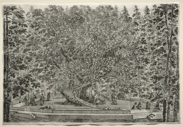 Ansichten der Villa von Pratolino: Der bewohnte Baum