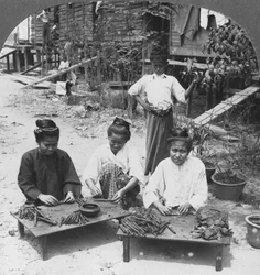 Herstellung der großen Zigarren, die von Frauen geraucht werden, Burma, 1908