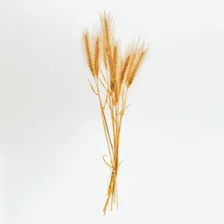 Gerste Nr. 01, 2020 (Foto)