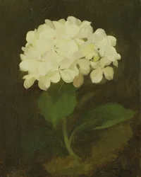 Weiße Hortensie