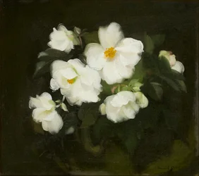 Weiße Rosen