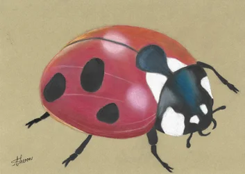 Niedlicher Roter Marienkäfer