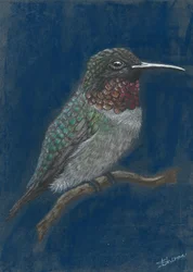Lebhafter Kolibri auf Ast
