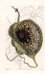 Aristoloche Variete - Platte graviert von S. Watts, nach einer Illustration von Sarah Anne Drake (1803-1857), aus dem Botanischen Register von Sydenham Edwards (1768-1819), England