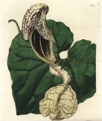 Aristoloche Varietät