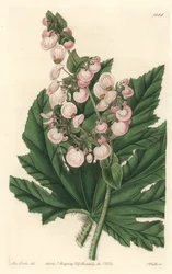Begonie mit blassrosa Blüten