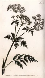 Großer Schierling