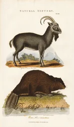 Blauer Ziegenbock und Biber