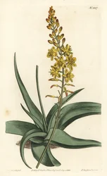 Bulbine-Varietät (Stich von F. Sansom Jr., Illustration von Sydenham Edwards)