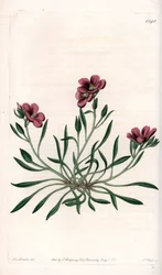 Calandrinia Varietät, heimisch in Amerika