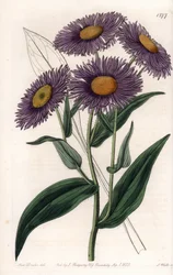 Kalifornischer Erigeron (Tafel)