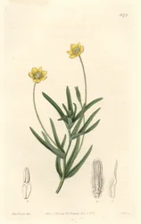 Kalifornischer Platystemon