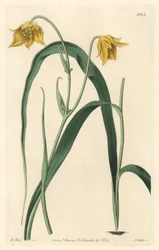 Calochorte mit blassgelben Blüten