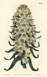 Glockenblume hat schöne Blüten - Pyrenäen-Glockenblume, Campanula speciosa (Langgespitzte Glockenblume, Campanula thyrsoidea). Handkolorierte Kupferstichgravur von F. Sansom Jr. nach einer Illustration von Sydenham Edwards aus William Curtis