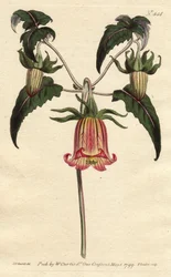 Kanaren-Glockenblume, Canarina campanula