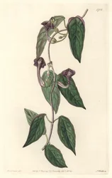 Ceropegia elegant, heimisch in Indien - Starkes Wasser von S. Watts nach einer Illustration von Sarah Anne Drake (1803-1857), aus dem Botanical Register