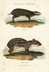 Gemeiner Acouchi oder Buffon Acouchi und Paca - Roter Acouchi, Myoprocta acouchy, und Tiefland- oder Fleckenpaca, Cuniculus paca. Handkolorierter Kupferstich nach Sydenham Edwards aus John Mason Goods Pantologia, einer neuen Enzyklopädie, G. Kearsley, Lond