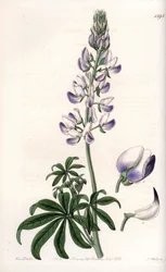 Gewöhnlicher Flussufer-Lupine