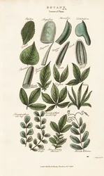 Zusammengesetzte Blattformen in der botanischen Morphologie