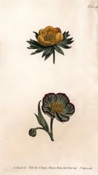 Blütenkrone des Winter-Eranthis (oder Helleborine oder Winter-Aconit) und stinkender Nieswurz. Farbiger Kupferstich, Illustration von Sydenham Edwards (1768-1819) für Konferenzen der Botanik, Botanischer Garten von Lambeth (England)