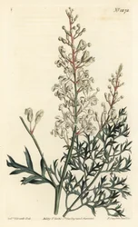 Krause Busch oder Petersilienfarn (Schwefelwurzblättrige Lomatia), Lomatia silaifolia