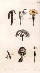 Verschiedene Kelche: Primel, Schneeglöckchen, Haselnuss, Zike, Gras, Pilz und Moos. Farbiger Kupferstich, Illustration von Sydenham Edwards (1768-1819) für Konferenzen der Botanik, Botanischer Garten von Lambeth (England)