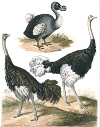 Dodo und Strauß
