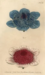 Doppelte blaue Anemone und doppelte Anemonenvarietäten