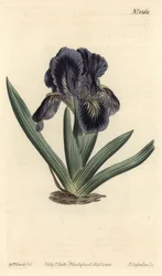 Zwergiris - Iris x binata (Purpur-blaue Zwergschwertlilie, Iris pumila var. violacea). Handkolorierte Kupferstichgravur von F. Sansom Jr. nach einer Illustration von Sydenham Edwards aus William Curtis