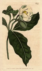 Zwergmagnolie mit weißen Blüten, heimisch in China und Java