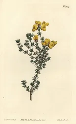 Fleischblättrige Aspalathus (Stich von F. Sansom Jr., Illustration von Sydenham Edwards)