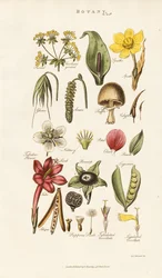 Blumen- und Pflanzenstrukturen