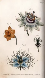 Blüten der Passionsfrucht, Narzisse und Nigella