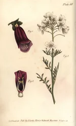 Fingerhut, Digitalis purpurea, Didynamia