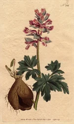 Fumeterre hat eine hohle Wurzel, mit pudrigen violetten Blüten, heimisch in Deutschland. Hohlwurzeliger Erdrauch mit staubigen mauvefarbenen Blüten. Heimisch in Deutschland. Fumaria cava. Handkolorierte Kupferstichgravur nach einer botanischen Illustration
