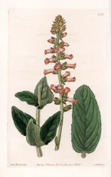 Genera Varietät