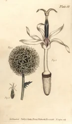 Kugeldistel, Echinops sphaerocephalus (Stich von F. Sansom, Illustration von Sydenham Edwards)