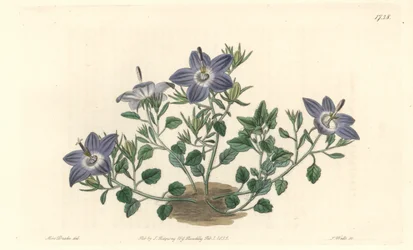 Behaarte Glockenblume, heimisch in Italien - Starke Wasser von S. Watts nach einer Illustration von Sarah Anne Drake (1803-1857), aus dem Botanischen Register
